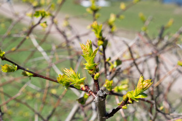 Green leaves background. Young leaves at springtime.