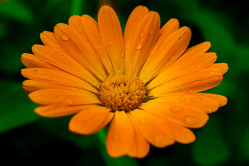 orange daisy flower