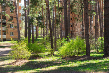 Bushes of euonymus among pine trunks in the yard between houses in the city of Dimitrovgrad, Ulyanovsk Region on a sunny spring day.