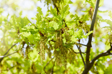 Blooming English oak (Quercus robur) with small young leaves in a sunny day in May. Oak blossom...