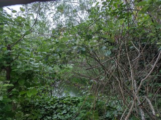 green tree in the forest