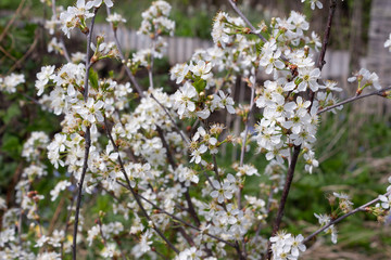 Thin branches with numerous white flowers and young bushes of cherry on a spring day in the garden.