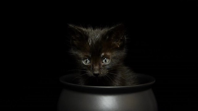 HD video of a Tiny black kitten sitting in a black cauldron on black background, looking around. Animal antics fun Halloween theme.
