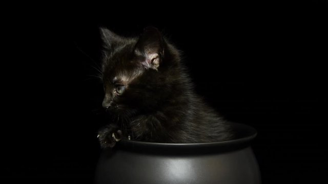HD video of a Tiny black kitten sitting in a black cauldron on black background, looking around. Animal antics fun Halloween theme.
