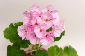 Tender light pink flowers of the zonal pelargonium varieties Picotee pink and green leaves on a light background close-up.