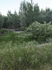 lake in the forest