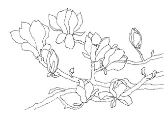 Black outline of a flowering magnolia branch. Illustration drawn by hand. Vector isolated on white background.