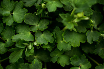 Green background. Leaves.