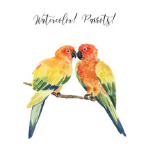 Set with beautiful watercolor parrots. Tropics. Realistic tropical birds. Parrots. White background.