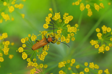Beetle Anisarthron barbipes on the branch .Cerambycidae - Longhorn beetle.