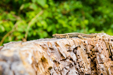 reptil