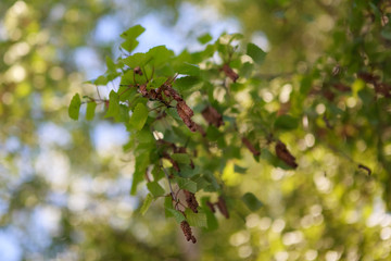 берёза,Birch tree,