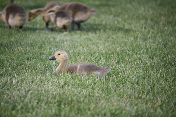 Gosling, Baby Canadian Goose, Sitting In Grass
