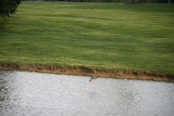 Male Mallard Duck Flying In For A Landing On Lake