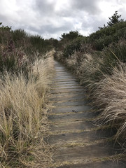 Pacific Northwest coastal beach boardwalk through sand dunes and dried grasses on an overcast, grey winter day 