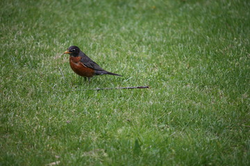 Robin Standing In The Grass Next To A Small Stick