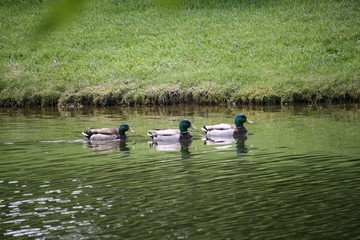 Trio Of Male Mallard Ducks In A Row In A Pond