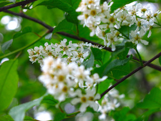 cherry blossoms in spring in may