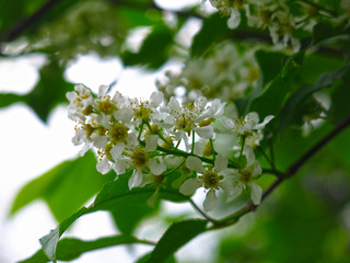 cherry blossoms in spring in may
