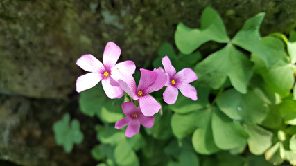 네잎클로버 꽃