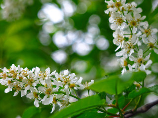 cherry blossoms in spring in may