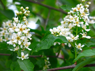 cherry blossoms in spring in may