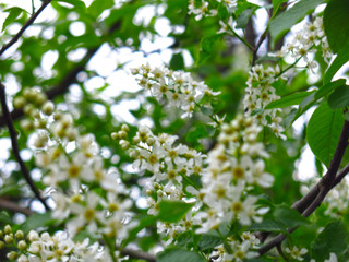 Fototapeta premium cherry blossoms in spring in may