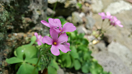 네잎클로버 꽃