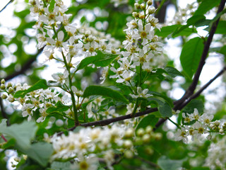 cherry blossoms in spring in may