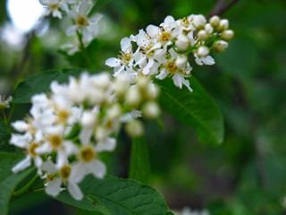 cherry blossoms in spring in may