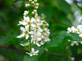 cherry blossoms in spring in may