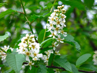 cherry blossoms in spring in may
