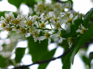 cherry blossoms in spring in may