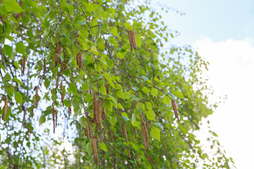 берёза,Birch tree,
