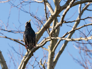 A starling (sturnus vulgaris) perched in a tree seen from below with sunlit beak and eye.Blue sky background.Image