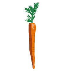 Carrot isolated vector vertical icon on white color background. Popular vegitable.  Vegetarian Food. Can be used for T-shirts, aprons, fabrics, wripping, logos, banners, flyers, stickers, posters. 
