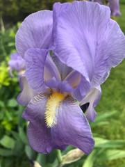 A Purple Iris Flower, Close Up