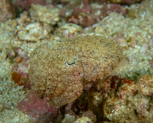 A Broadclub Cuttlefish (Sepia latimanus)