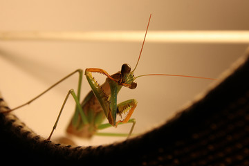 Praying Mantis