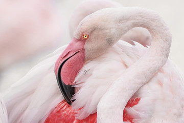 Fototapeta premium pink flamingo