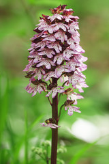 Purple orchid (Orchis purpurea)