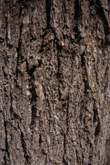 abstract wood texture background for design