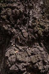 tree trunk with bark background for design