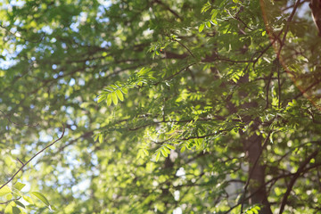 рябина,Rowan,