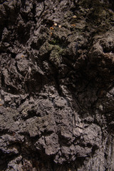 close-up photo of tree bark