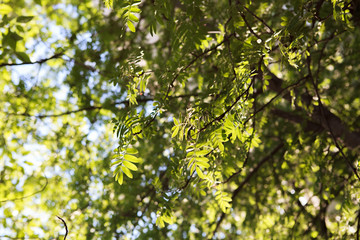 рябина,Rowan,tree, nature, leaves, green, forest, spring, sky, leaf, branch, summer, foliage, trees, plant, branches, light, oak, season, park, woods, blue, autumn, natural, sunlight, bright, wood
