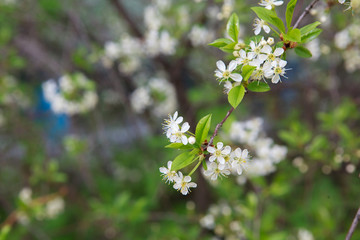 цветущая вишня,blooming cherry,