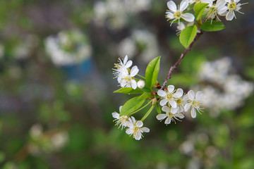 цветущая вишня,blooming cherry,