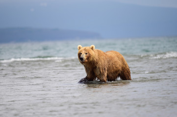 Ruling the landscape, brown bears of Kamchatka (Ursus arctos beringianus)