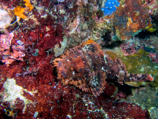 Fototapeta na wymiar A Tassled Scorpionfish (Scorpaenopsis oxycephala)
